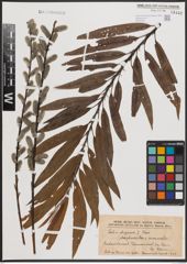 Foto von Salix daphnoides Vill. x Salix viminalis L.